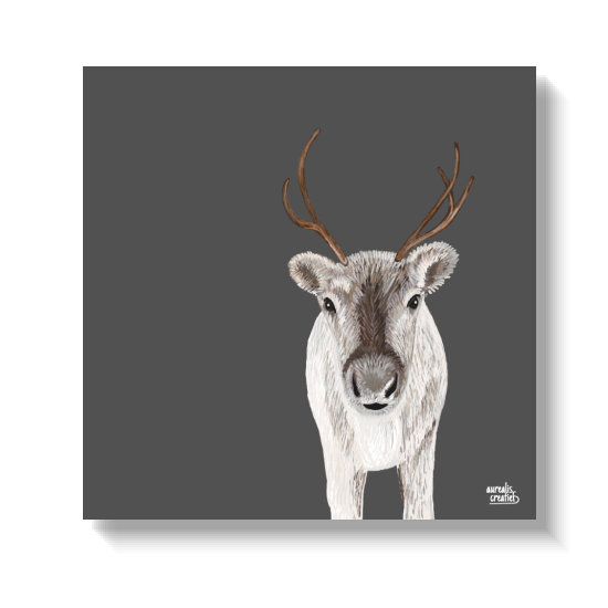 Baby Reindeer, een portret met fijne lijnen van een jong rendierkalf door Els Bancken, Aurealis Creatief.