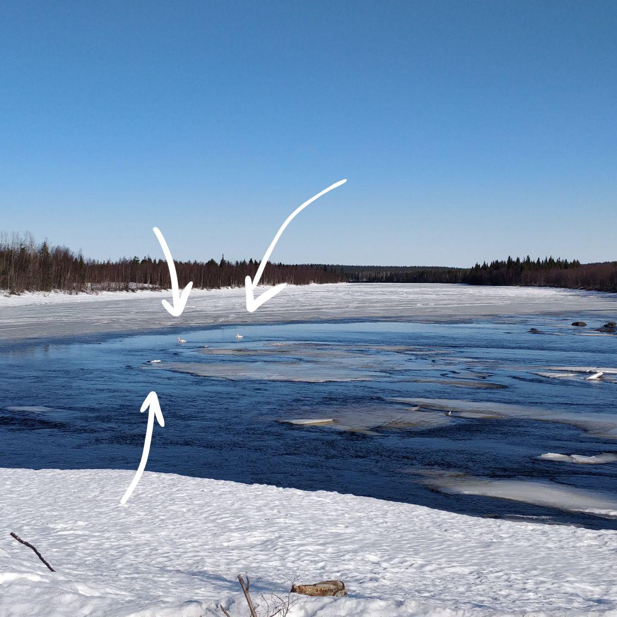 Three whooper swans resting on open water between drifting ice floes on a partly frozen river in Finnish Lapland in late April, snow-covered banks and forest behind.