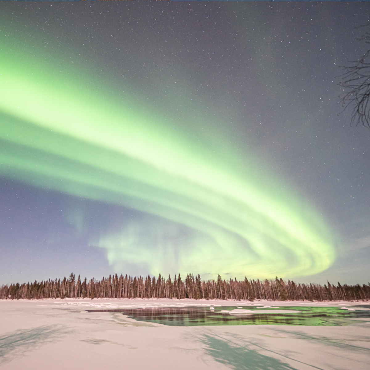 Multiple bright green bands of northern lights filling the sky over a snow-covered Lapland landscape, February 2020.