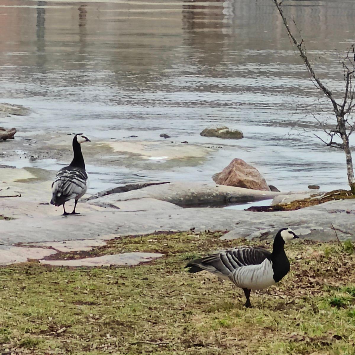 Barnacle geese on a grassy shoreline in Helsinki in late April, resting during their spring migration north towards Lapland