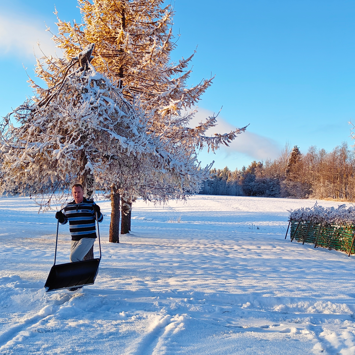 A person pushing a Finnish snow scoop (lumikola) through fresh snow in Lapland, late November 2024.