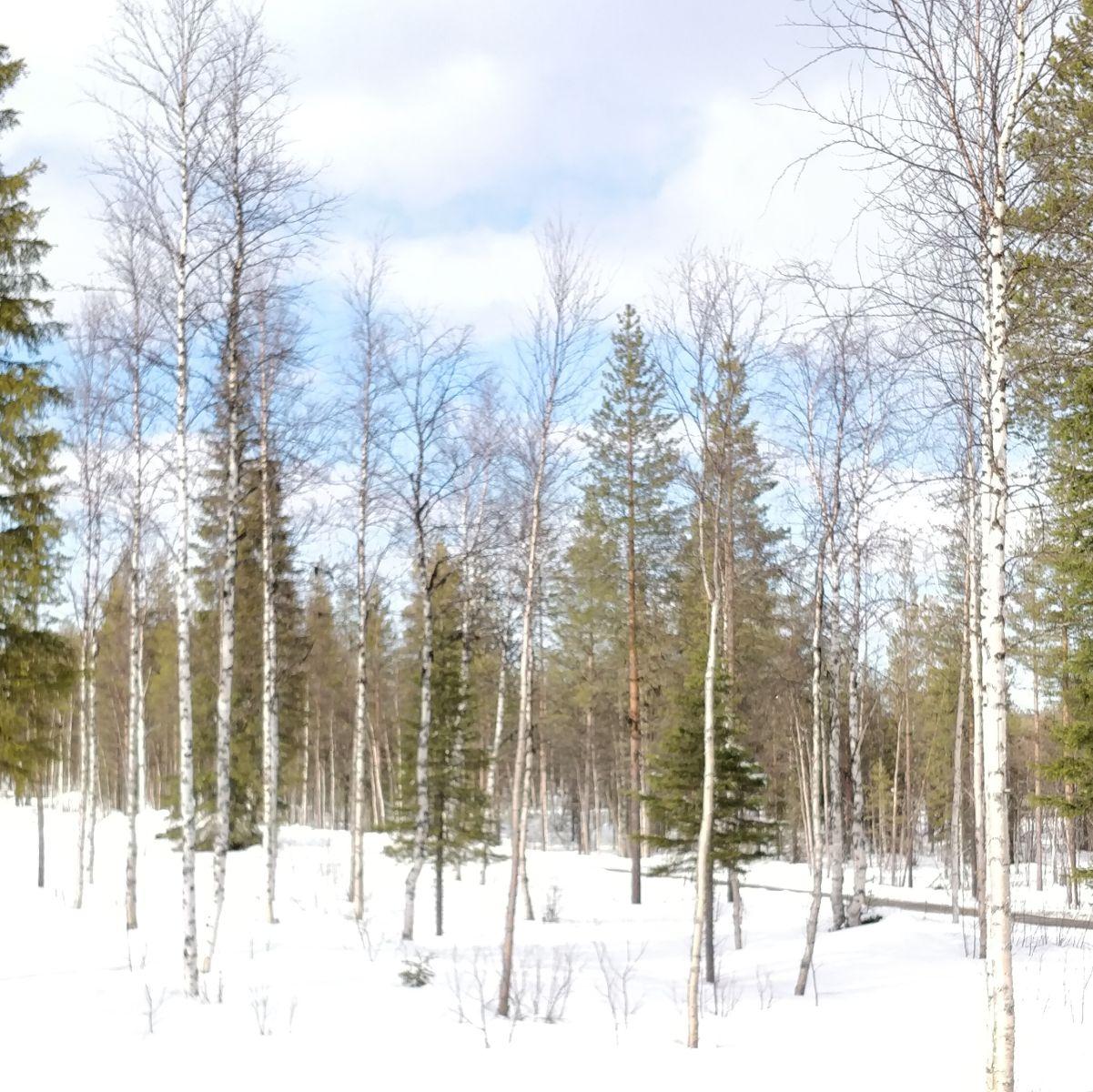 Melting spring snowfields in Finnish Lapland with the first patches of bare ground and green appearing between deep snow.