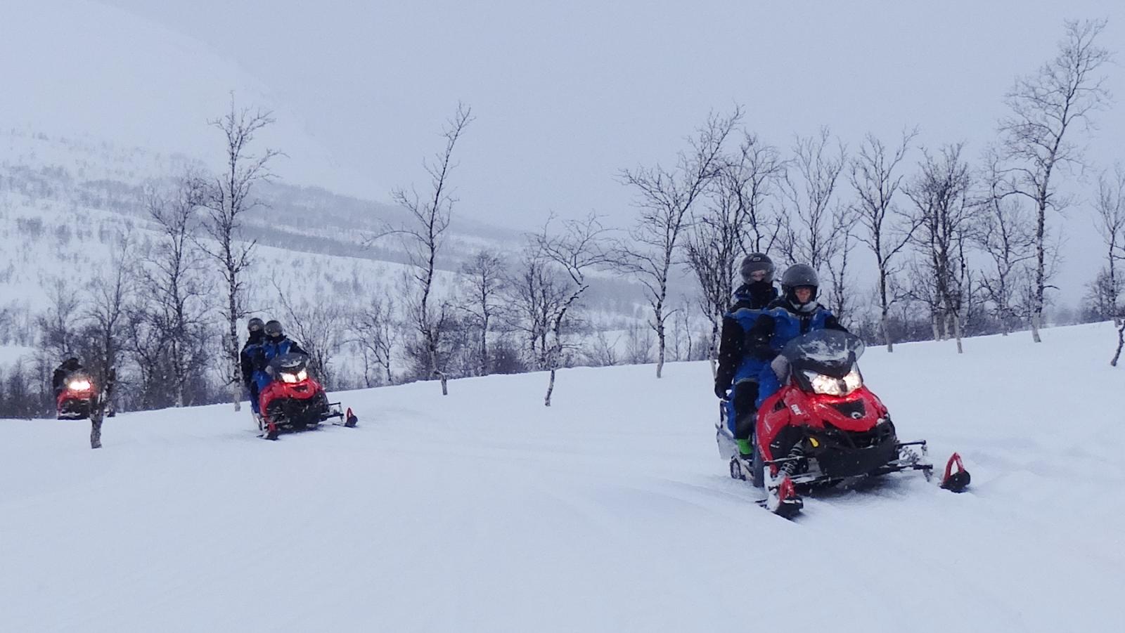 Three snowmobiles with headlights on riding through a snowy birch valley at dusk in Malangen, Northern Norway, on a guided snowmobile tour. Aurealis Creatief.