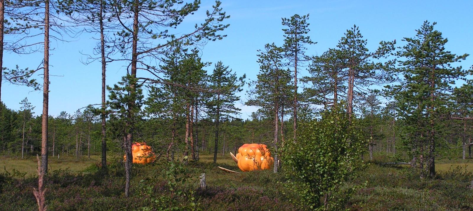 A golden-orange cloudberry (lakka) growing low beside a wooden boardwalk in northern Finland, summer 2012.