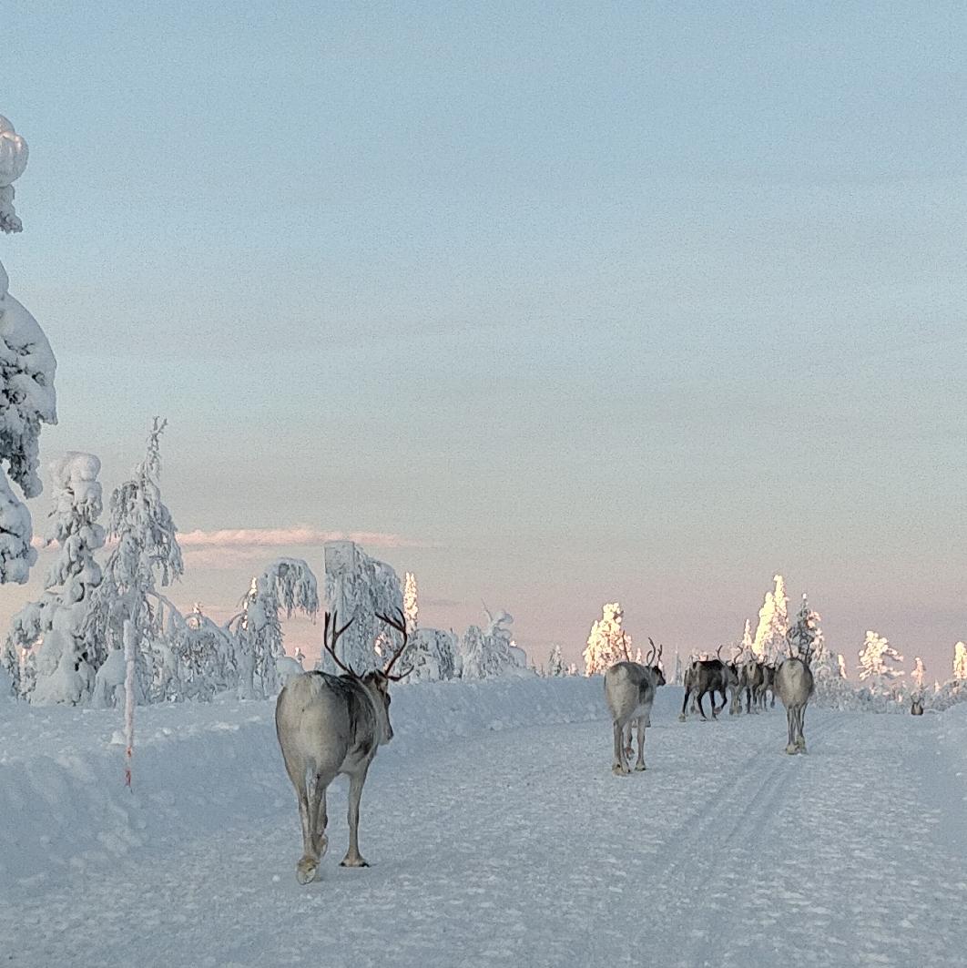 A herd of reindeer walking along a snow-covered road in Finnish Lapland, with heavily snow-laden trees on either side and golden light catching only the highest treetops in the distance.