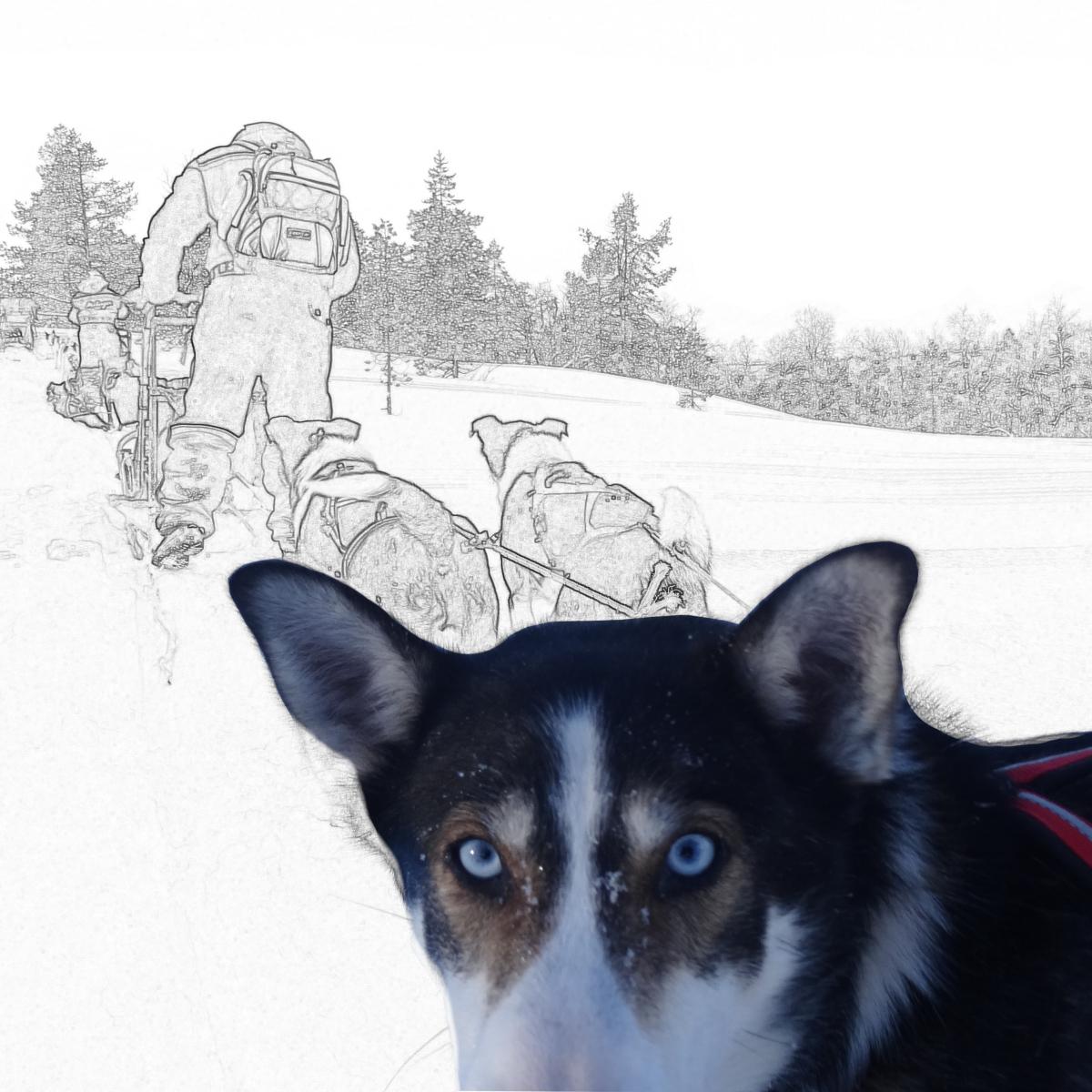 A pen-style image: a husky in a red harness staring into the camera on a snowy trail.