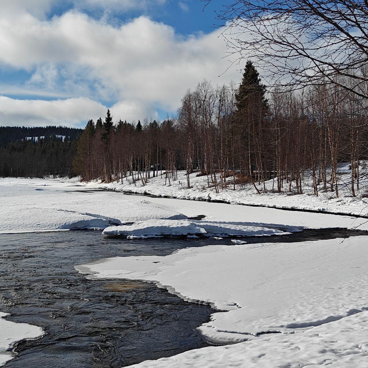 Ice floes drifting apart on a partly frozen river in Finnish Lapland in late spring, open water threading between the ice under a clear sky.