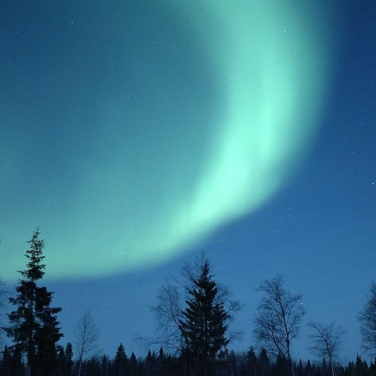 Green northern lights above silhouettes of pine trees, Finnish Lapland