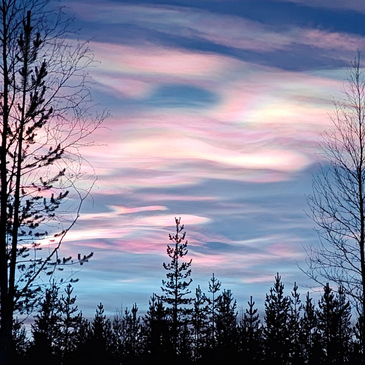 Nacreous clouds in bands of iridescent pink, mint and pale gold above a dark line of spruce and birch silhouettes in Finnish Lapland at dusk.