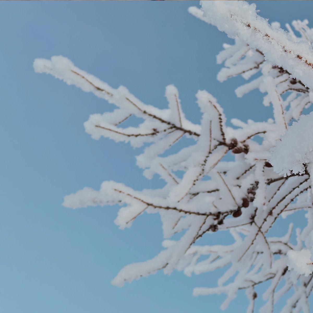 Birch and pine branches thickly coated in ice and frost in Lapland at the end of December.