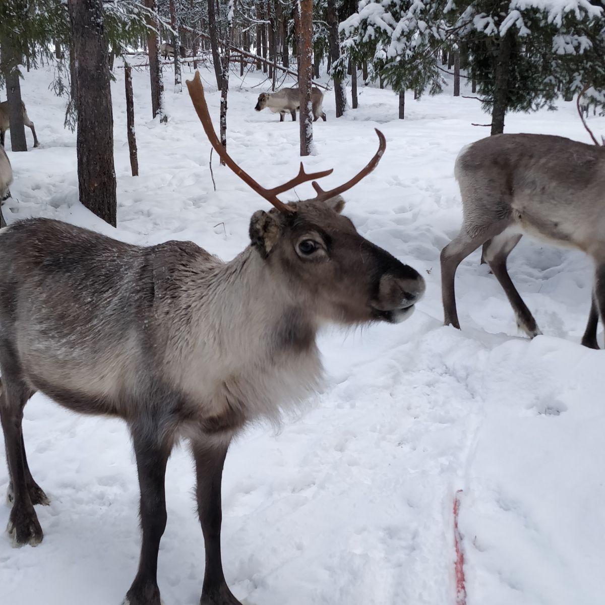 Reindeer in a snow-covered forest, Kittilä, Finnish Lapland, in the depths of winter
