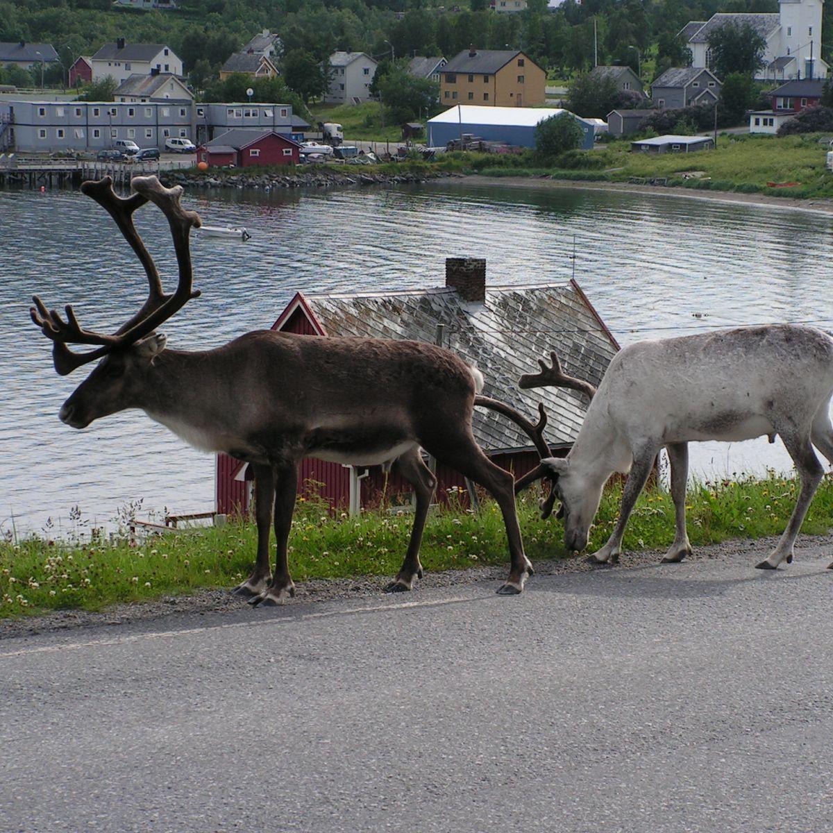 Reindeer with large antlers walking along the Norwegian Arctic coast in summer, free to roam on Sámi-managed land.