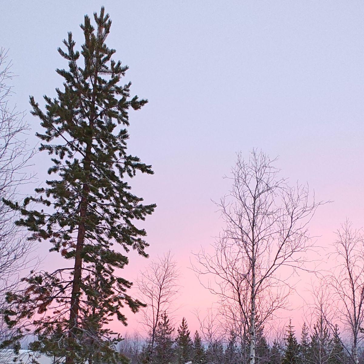 A single pine tree against a soft pink and lilac winter sky in Finnish Lapland, with deep snow below.
