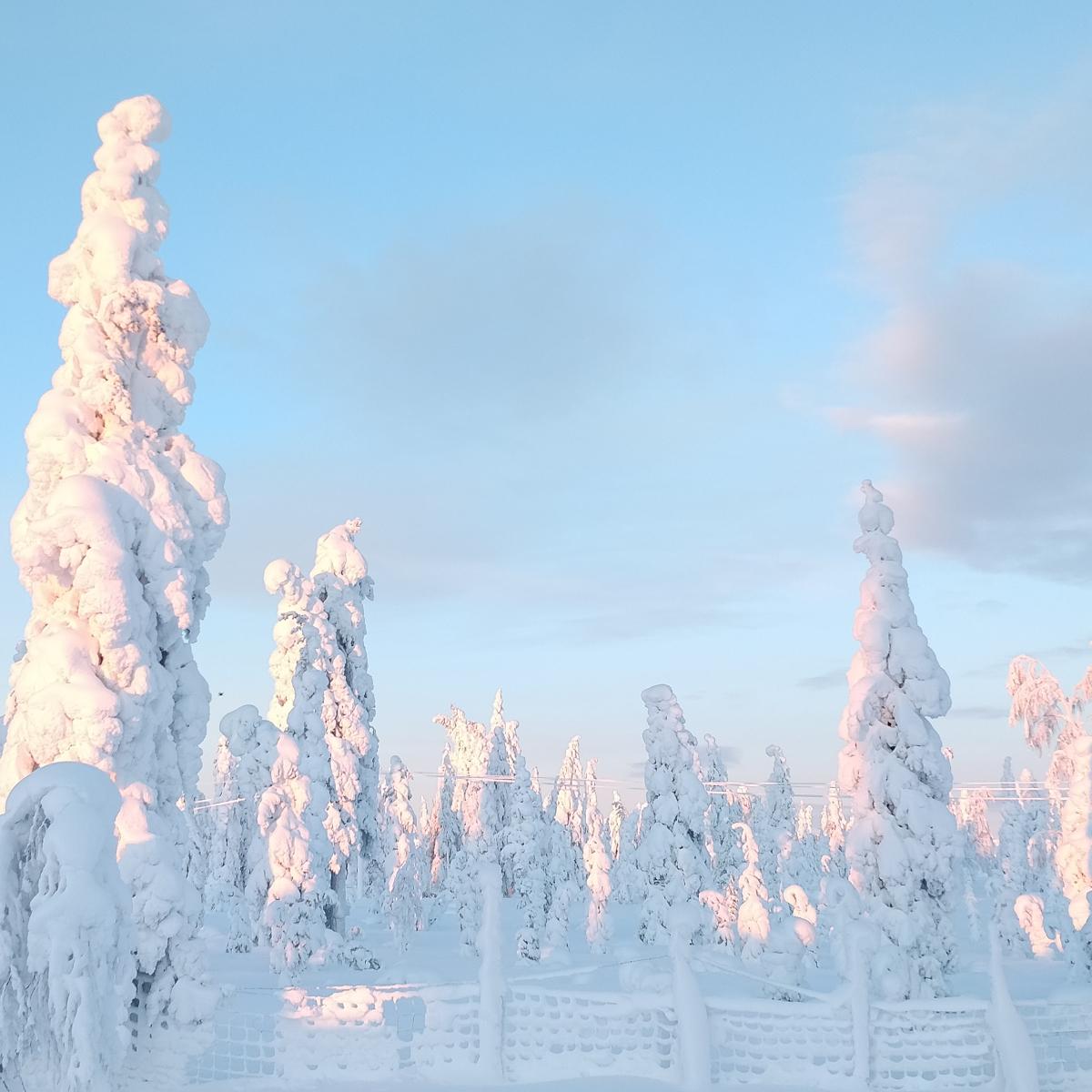 Snow-laden pine trees in Finnish Lapland, so heavily covered they resemble white figures standing in the forest.