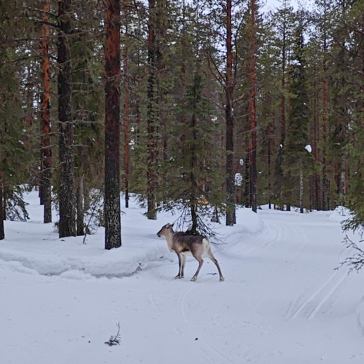 Lone reindeer among snow-covered pine trees beside a snowmobile trail in Finnish Lapland. Aurealis Creatief.