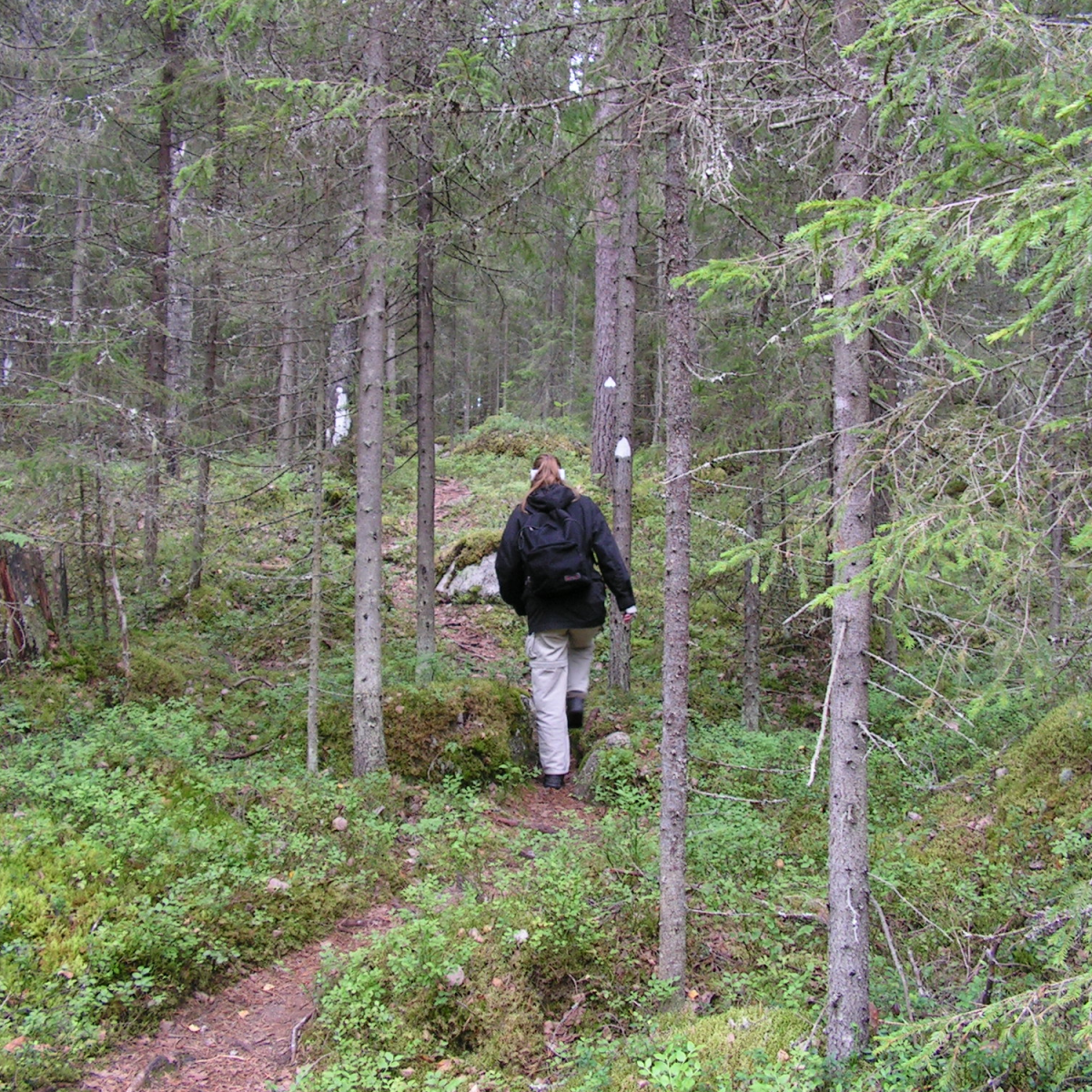 A hiker walking a narrow forest trail through a Finnish national park in late summer.