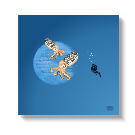 Two cuttlefish drifting sideways while a tiny diver watches from afar.