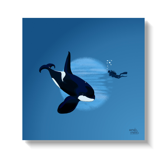 Orca diving steeply past a small diver in bright blue water.