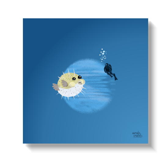 Round pufferfish with spines raised, a diver hovering just behind.