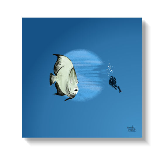 Silver batfish turning downward as a small diver drifts nearby.