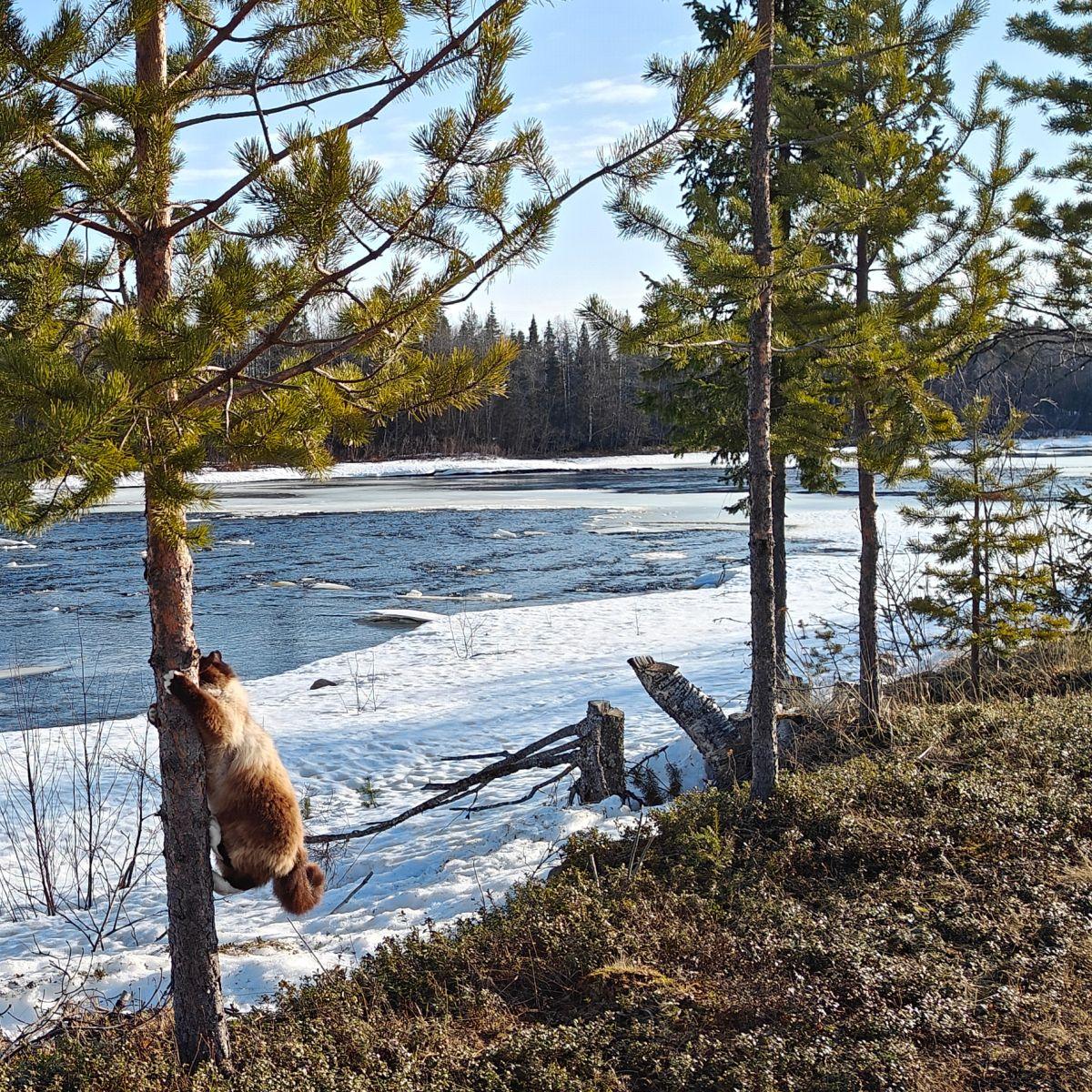 A thawing river in Finnish Lapland in late April, drifting ice on open water, a snow-free bank with the first bare ground, and a Ragdoll cat climbing a pine tree in the foreground.
